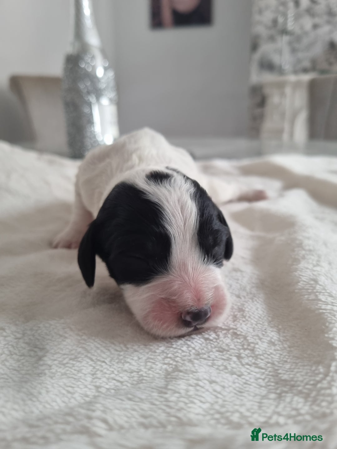 Cocker Spaniel dogs for sale: Stunning litter of cocker spaniels  - Image 1