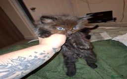 Mixed Breed cats for sale: 4 fluffy kittens for sale - Image 5