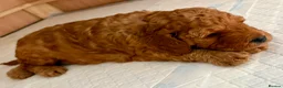 Cavapoo dogs for sale: Cavapoo puppies  - Advert 10