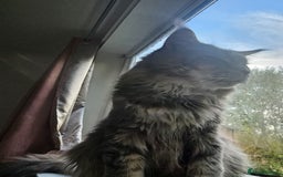 Maine Coon cats for sale: 3 lynx mainecoon kittens ready for forever homes - Image 1