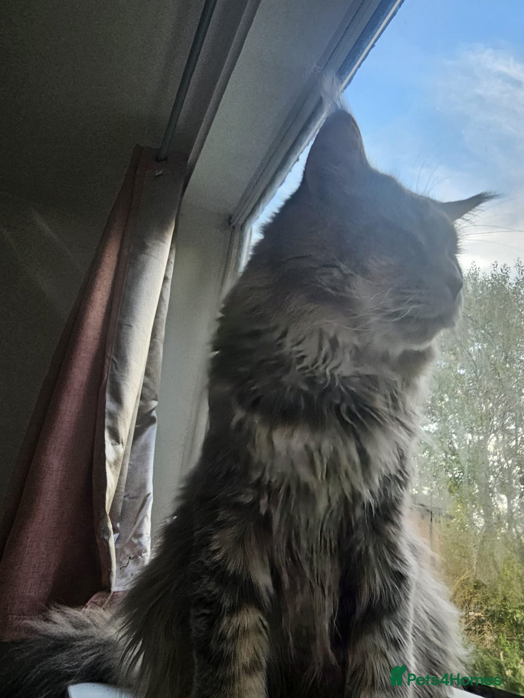 Maine Coon cats for sale: 3 lynx mainecoon kittens ready for forever homes - Image 1