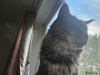 Maine Coon cats - Advert 31