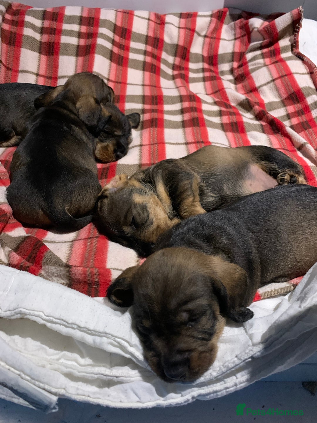 Dachshund dogs for sale: Standard wirehaired dachshund  - Advert 5