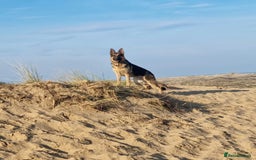 German Shepherd dogs for adoption: Meet Chester, currently residing in Chester - Image 2