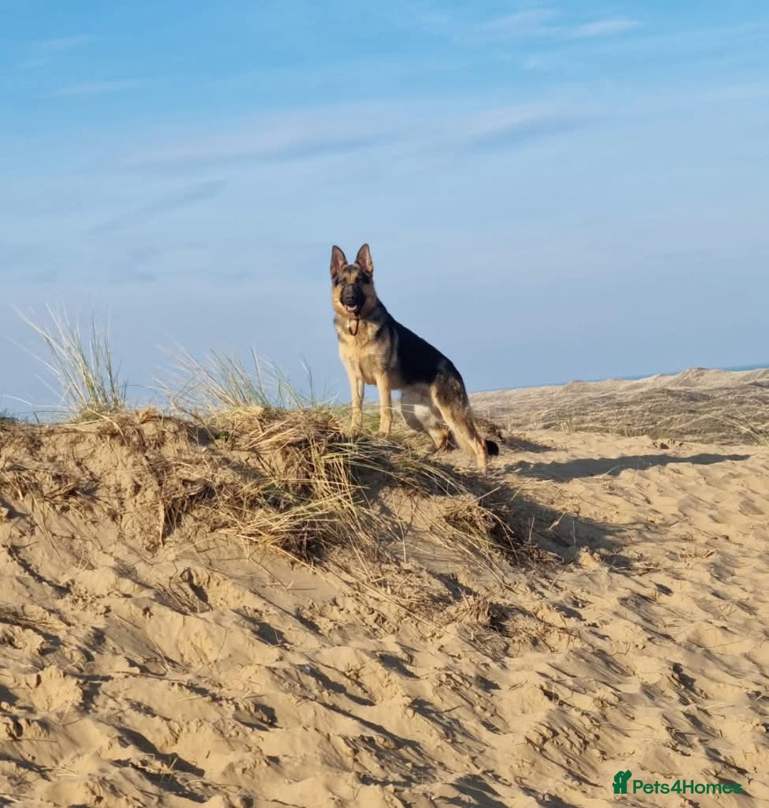 German Shepherd dogs for adoption: Meet Chester, currently residing in Chester - Image 2