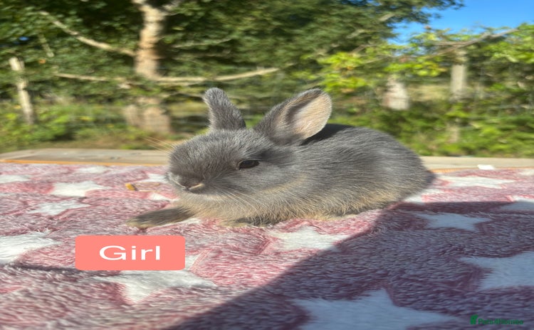 Netherland Dwarf rabbits - Advert 15