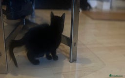 Mixed Breed cats for sale: Beautiful kittens  - Image 13