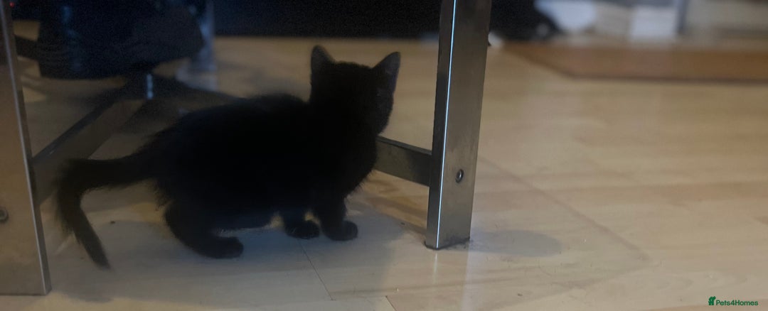 Mixed Breed cats for sale: Beautiful kittens  - Image 13