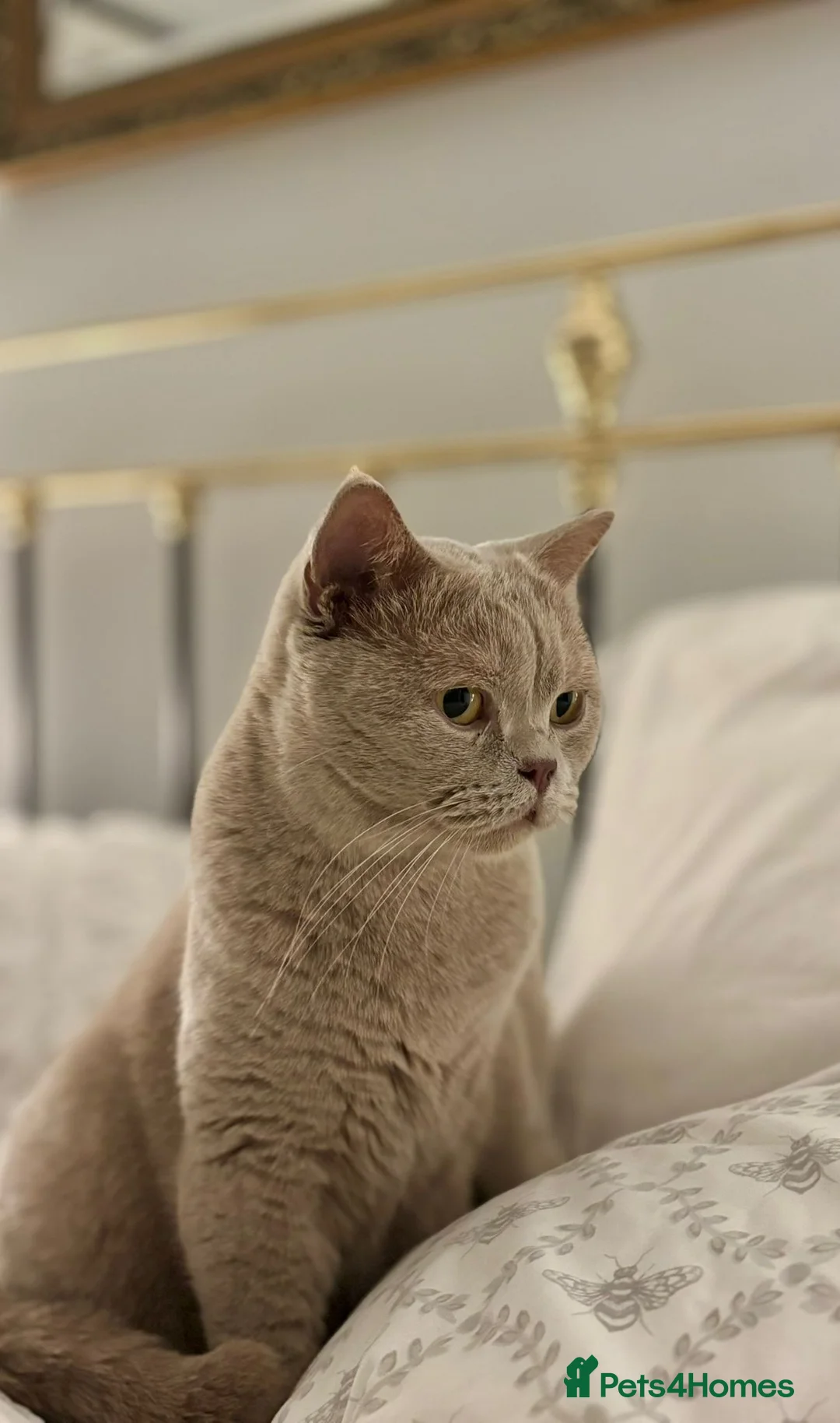 British Shorthair cats for sale: GCCF recommended breeder kittens BSH  - Advert 13