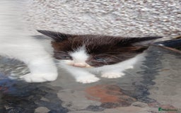 Mixed Breed cats for sale: Fluffy kittens - Image 4