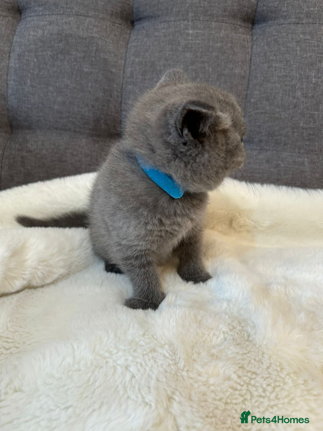 British Shorthair cats for sale: Stunning British Shorthair ready to reserve  - Image 30