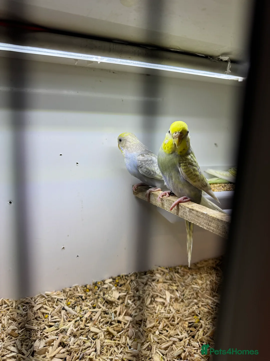 Budgerigars birds for sale: Beautiful rainbow budgies 🌈  - Advert 2