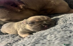 French Bulldog dogs for sale: french bulldog puppies in Manchester - Image 18