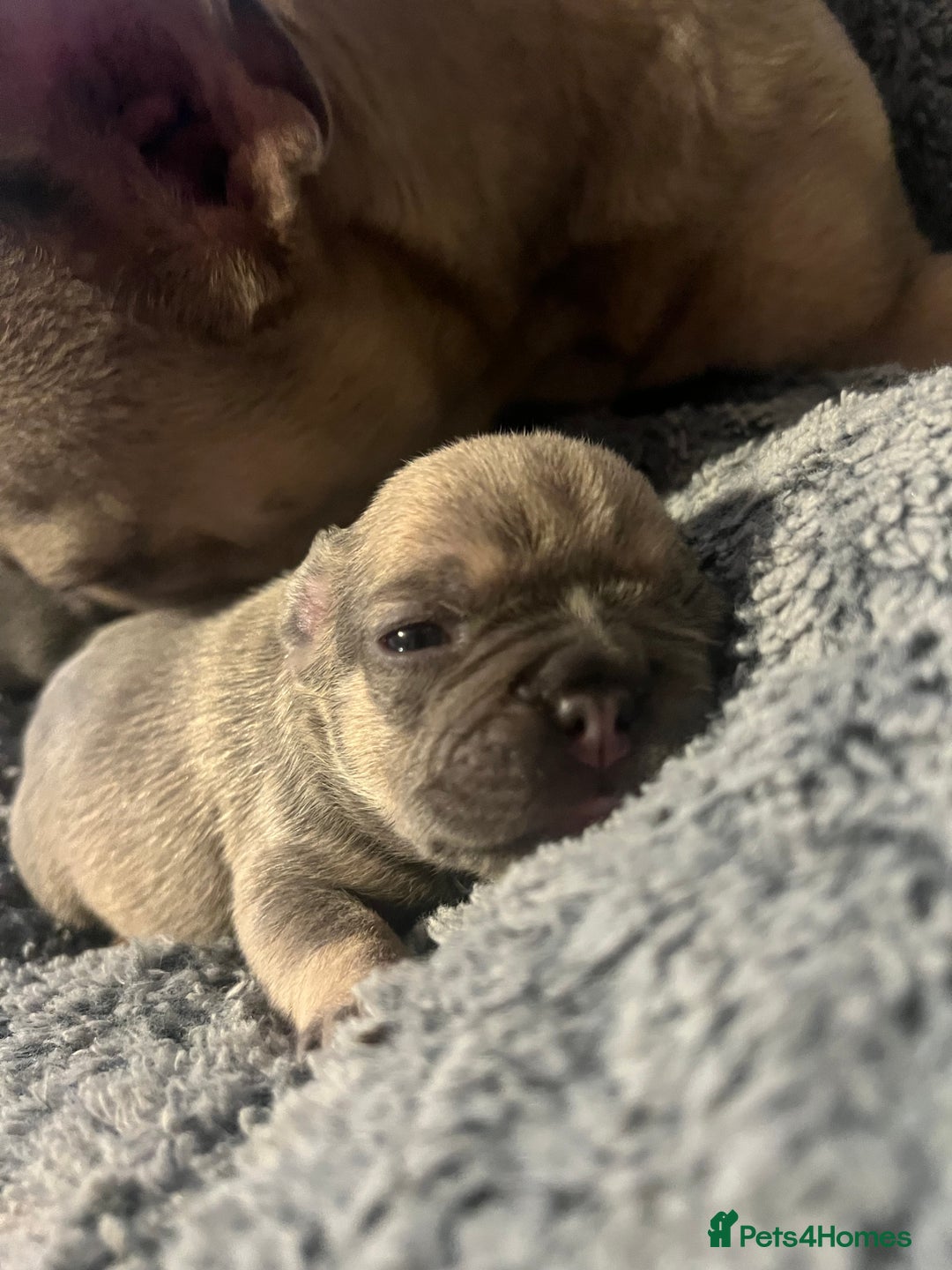 French Bulldog dogs for sale: french bulldog puppies in Manchester - Image 18
