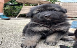 German Shepherd dogs for sale: Pure German Shepherd Puppies. - Image 5