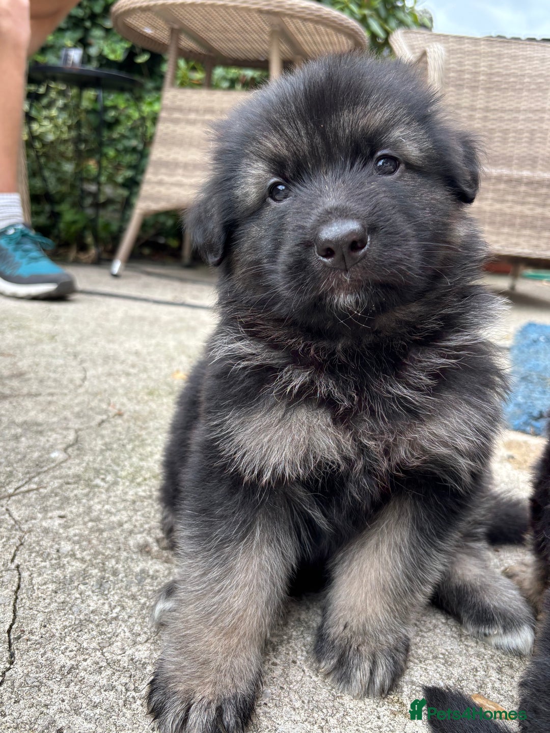 German Shepherd dogs for sale: Pure German Shepherd Puppies. - Image 5
