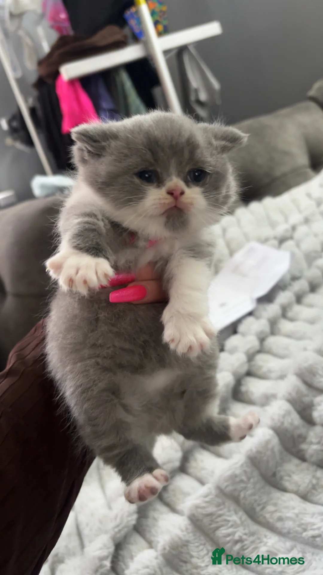 British Shorthair cats for sale: Beautiful chunky British blue boy  - Advert 6