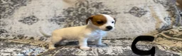 Jack Russell dogs for sale: Jack Russel puppies in Manchester - Advert 7