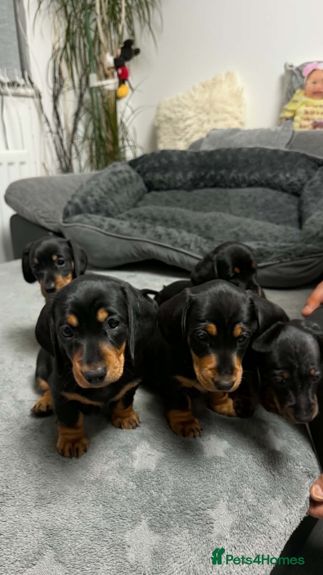 Miniature Dachshund dogs Miniature short haired Dachshund Puppy’s - Advert 2