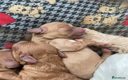 Mixed Breed dogs for sale: Beautiful Cavapoo puppies  - Image 9