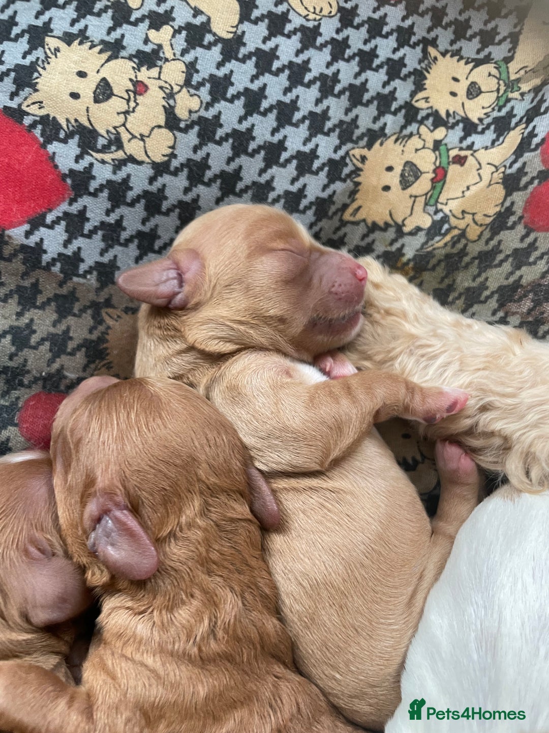 Mixed Breed dogs for sale: Beautiful Cavapoo puppies  - Image 9