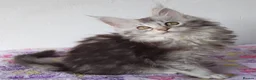 Maine Coon cats for sale: Gorgeous TICA silver Euro poly/non poly Active/pet - Advert 7