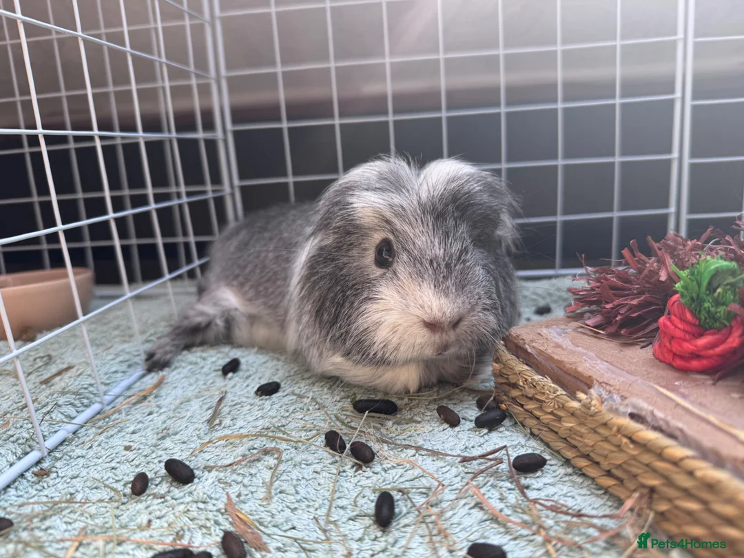 Guinea Pig rodents for sale: 3 guinea pig girls for sale  in Ilkeston - Advert 3