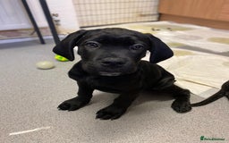 Cane Corso dogs for sale: 🐾 Beautiful Cane Corso Puppies – Ready Soon! 🐾 - Advert 5