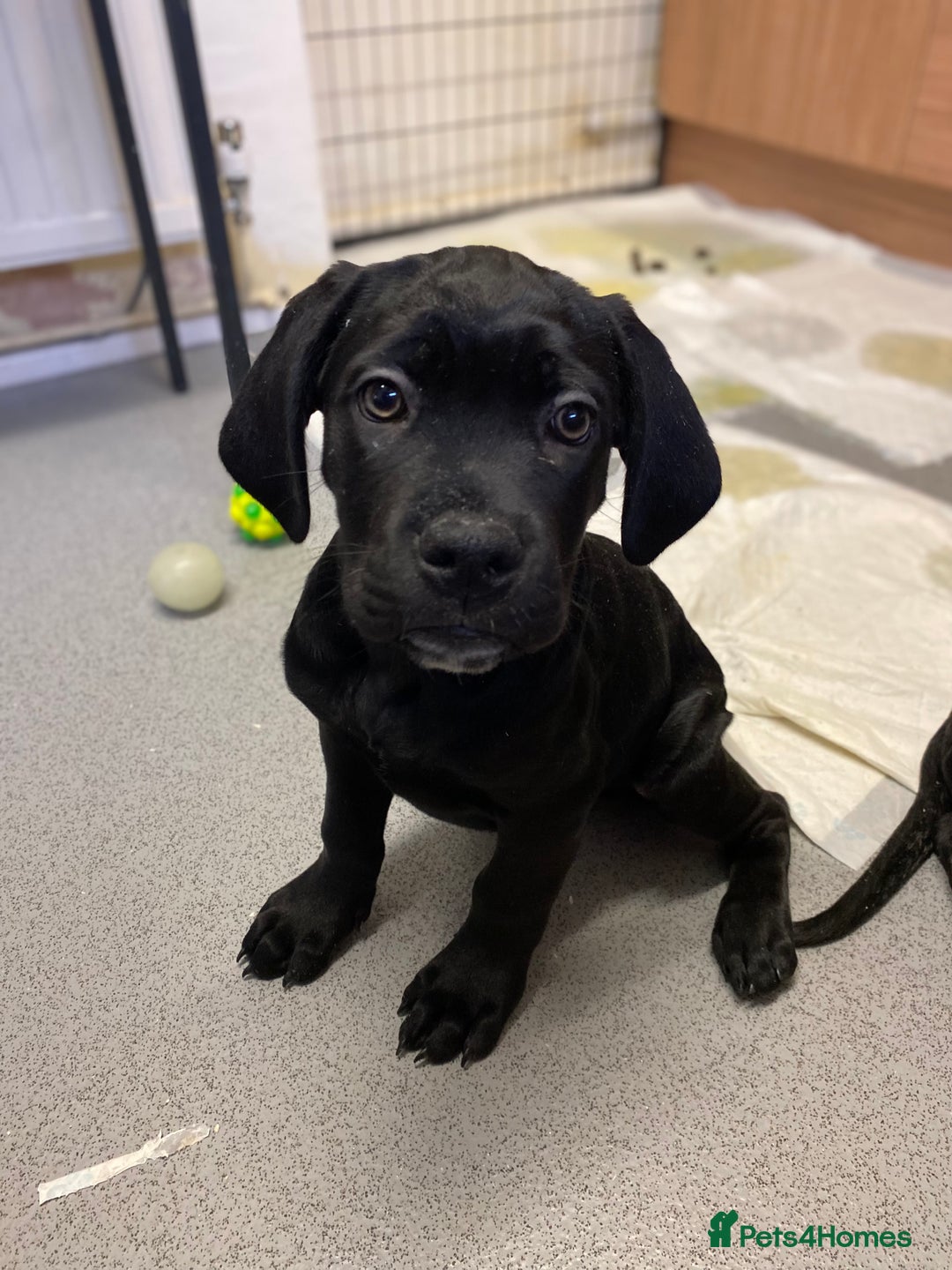 Cane Corso dogs for sale: 🐾 Beautiful Cane Corso Puppies – Ready Soon! 🐾 - Advert 5