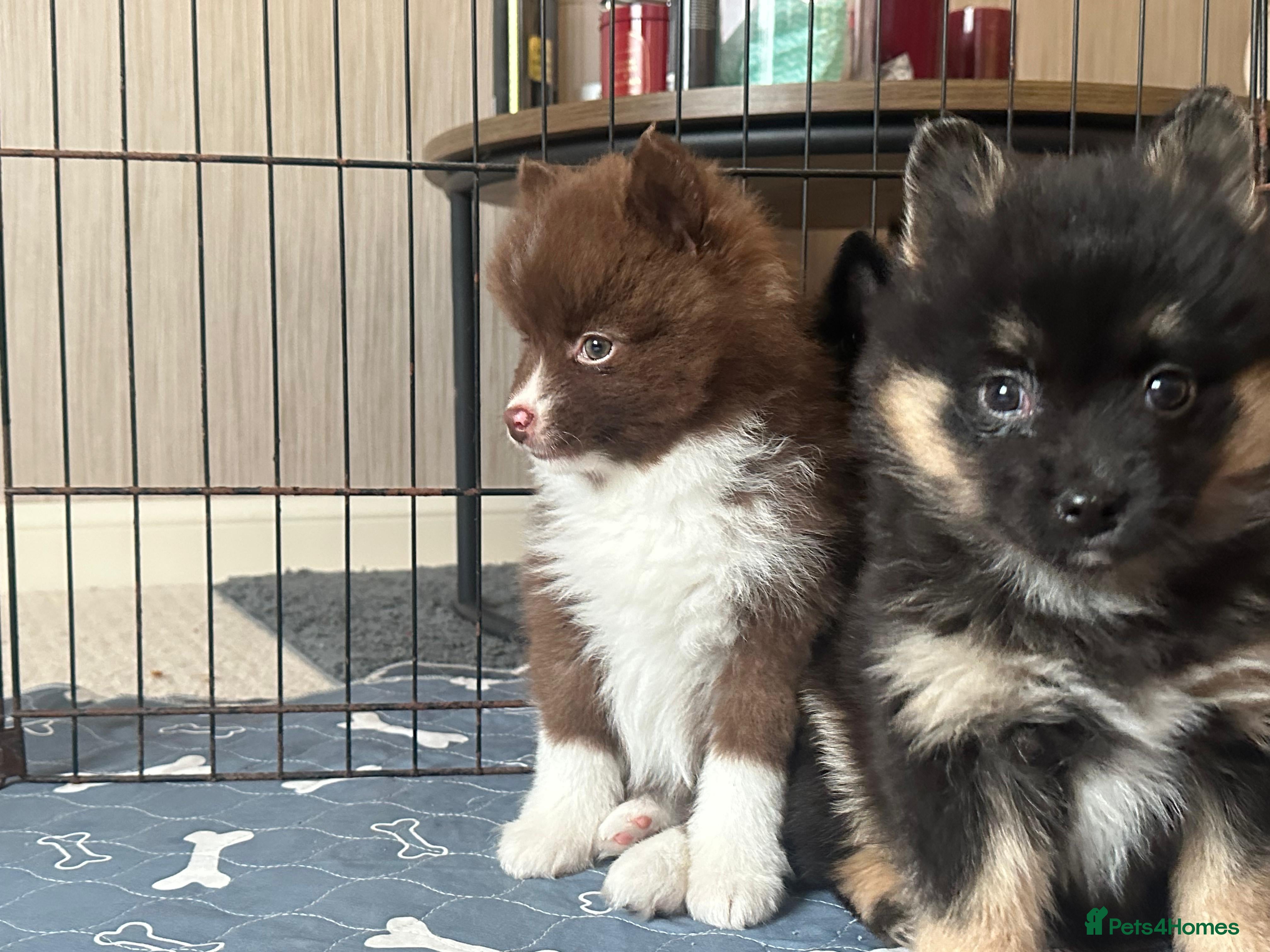 Pomsky dogs Ready now - small Fluffy Pomsky pups - Advert 5