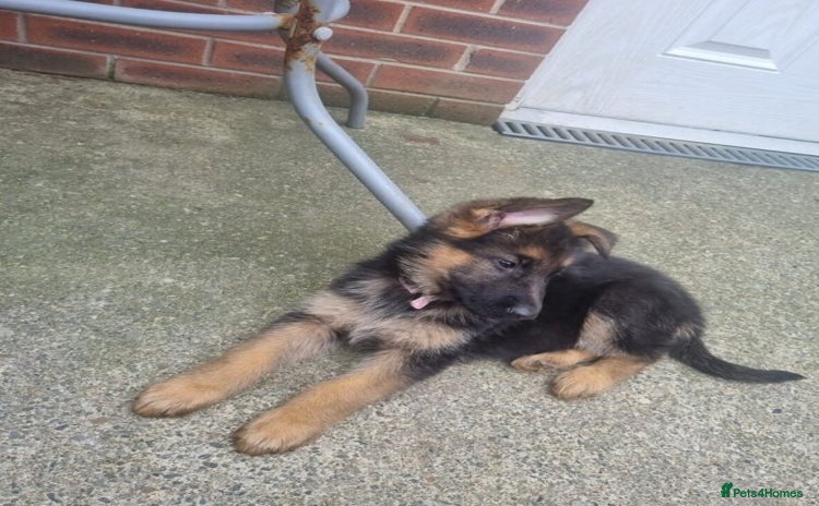 German Shepherd dogs - Advert 7