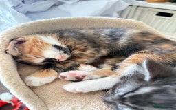 Mixed Breed cats for sale: Kittens  - Image 2