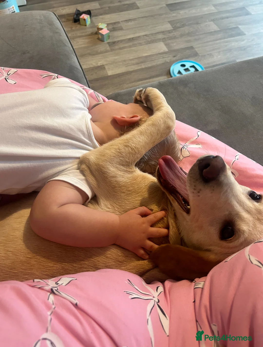 Labrador Retriever dogs for sale: Buddy - Advert 3