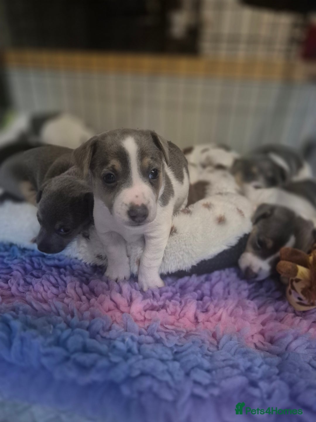 Jack Russell dogs for sale: Beautiful Blue tri miniature jack russells  - Image 16