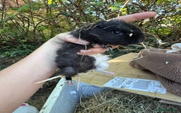 Guinea Pig rodents for sale: Male guinea pigs for sale  - Image 6