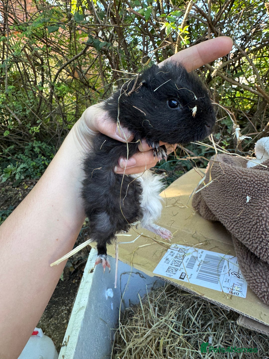 Guinea Pig rodents for sale: Male guinea pigs for sale  - Image 6