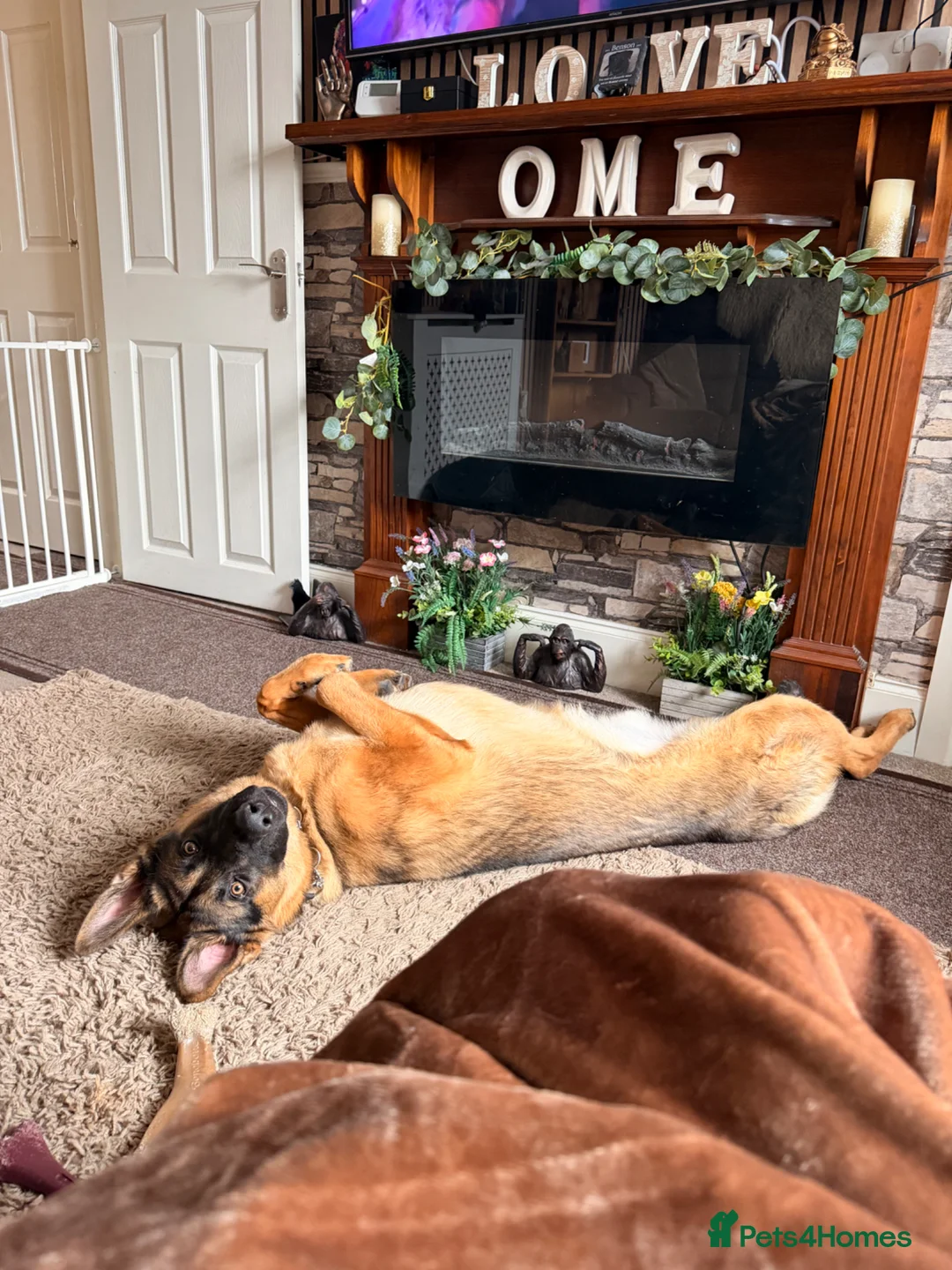 German Shepherd dogs for sale: 15 month old Male German Shepherd - Advert 2