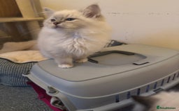 Ragdoll cats for sale: 🚨 Gorgeous, pedigree Ragdoll Puffballs! 🚨  - Image 6