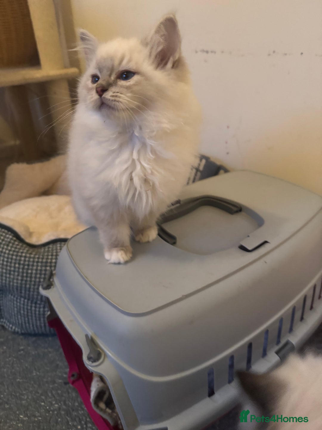 Ragdoll cats for sale: 🚨 Gorgeous, pedigree Ragdoll Puffballs! 🚨  - Image 6