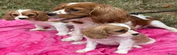 Cavalier King Charles Spaniel dogs for sale: Cavalier King Charles puppy’s Blenheim ready now  - Advert 2