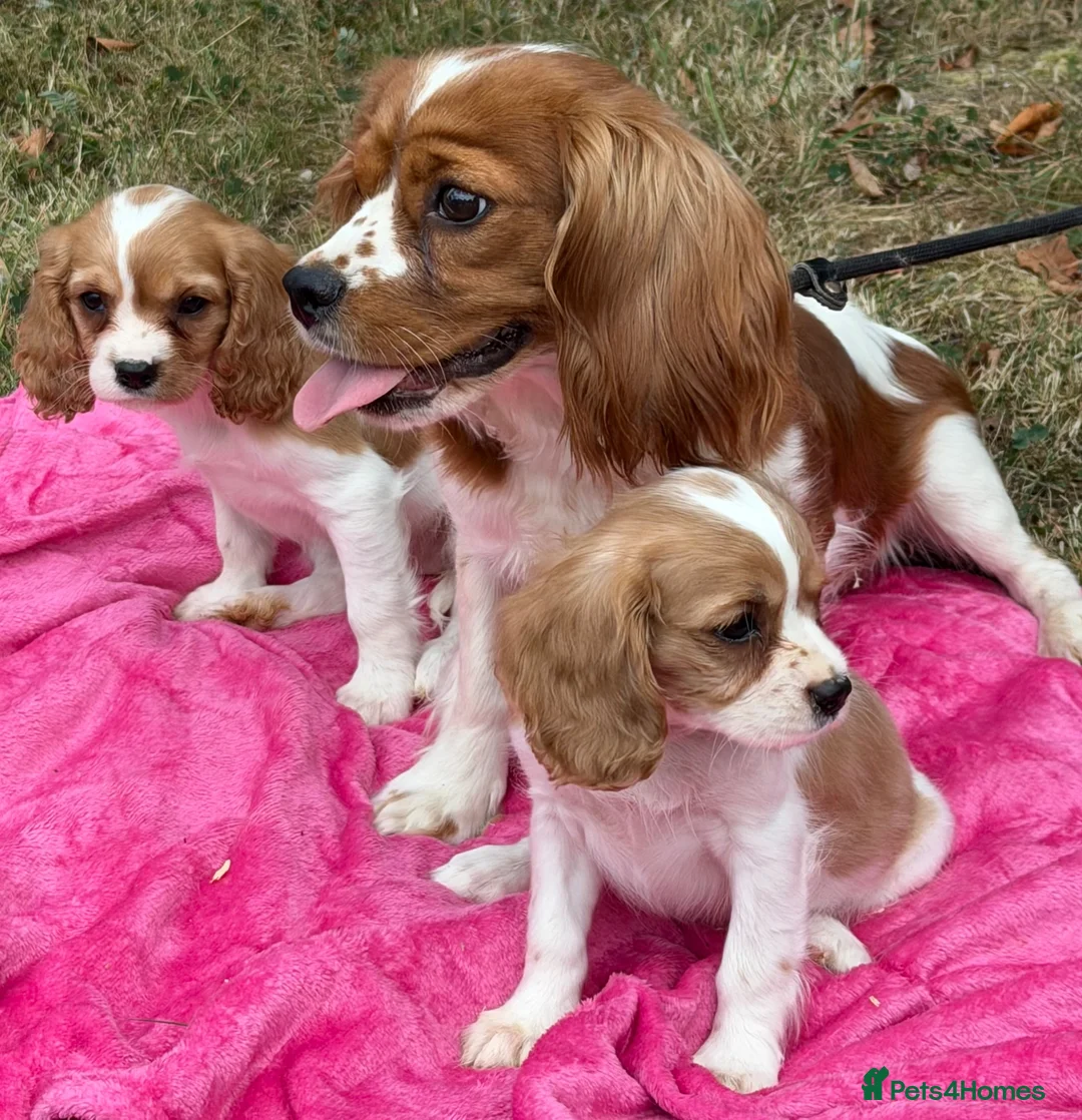 Cavalier King Charles Spaniel dogs for sale: Cavalier King Charles puppy’s Blenheim ready now  - Advert 2
