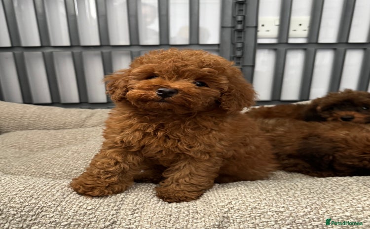Toy Poodle dogs - Advert 1