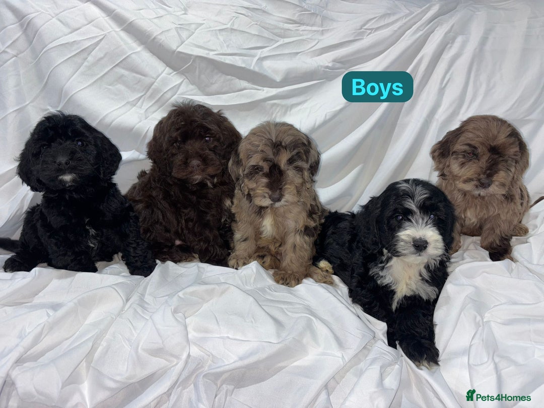 Cockapoo dogs for sale: Gorgeous Cockapoo Puppies  - Advert 11