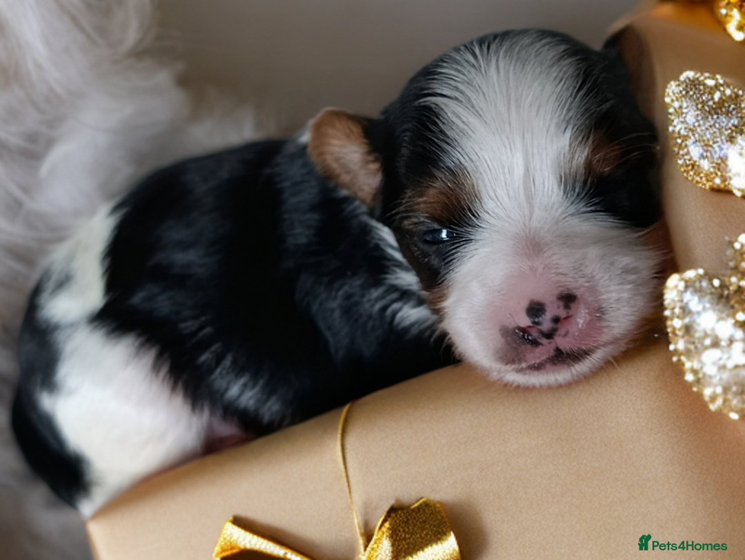 Yorkshire Terrier dogs for sale: Posh puppies😍😍 colorfull Yorkshire terrier🐶🐶🐶 - Advert 18