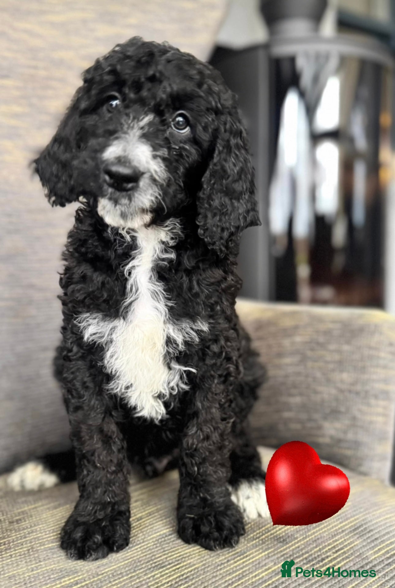 Mixed Breed dogs Golden Bernedoodles 🐶 - Advert 12