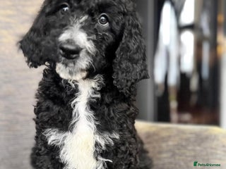 Mixed Breed dogs Golden Bernedoodles 🐶 - Advert 12