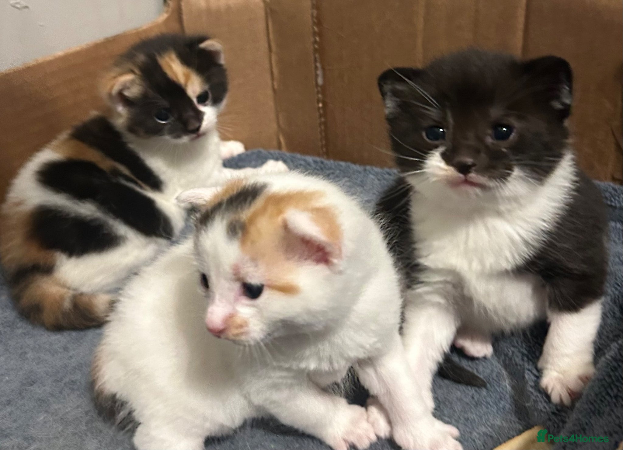 Mixed Breed cats 3 kittens - Advert 6