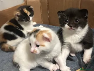 Mixed Breed cats 3 kittens - Advert 4