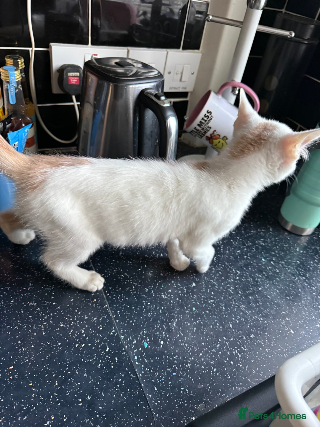 Mixed Breed cats for sale: STUNNNIING RED AND WHITE KITTEN - Advert 8