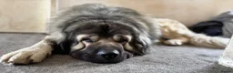 Mixed Breed dogs for sale: Gentle Cubs Fully Vaccinated & Ready For Walks - Advert 3